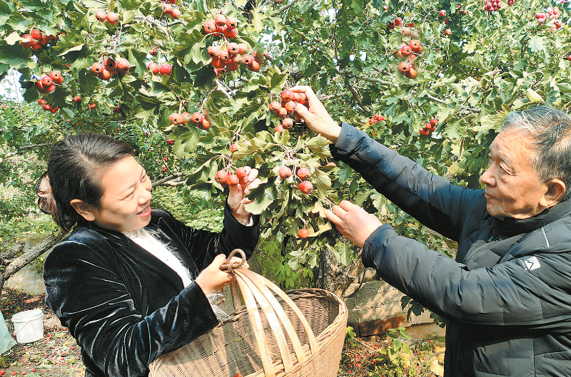 山楂树下解民忧