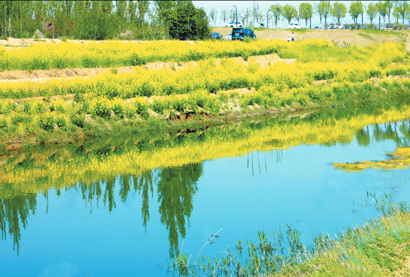 ���ջƻ�ӳ��ˮ